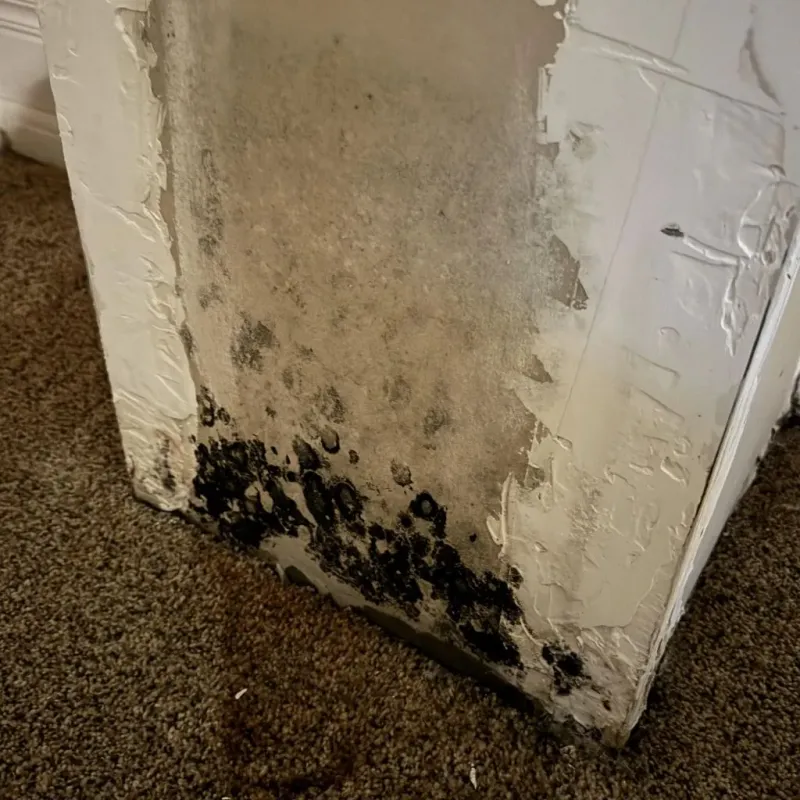 Professional Mold Removal in Carmel-by-the-Sea, CA